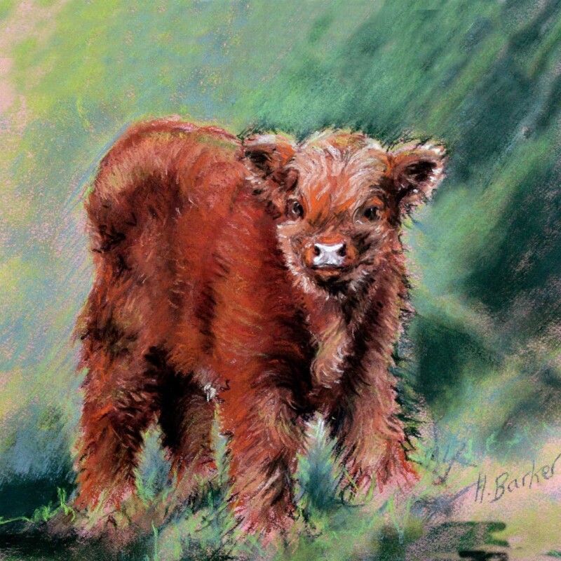 Image of The Little Highland Bull Calf at 3 days old by Hillary Barker